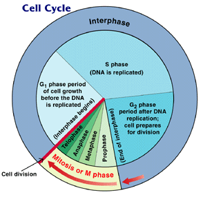543_cell cycle.png